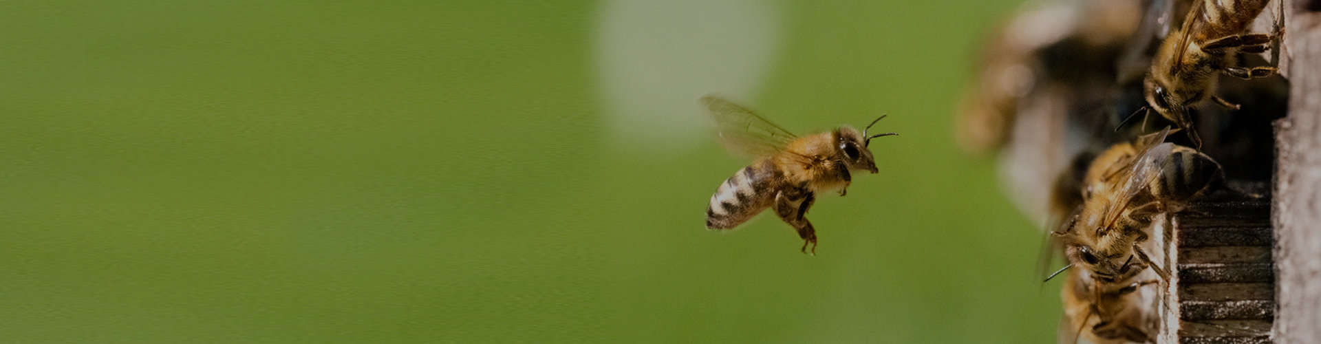 Bee Control Dernancourt Professional Bee Removal Dernancourt