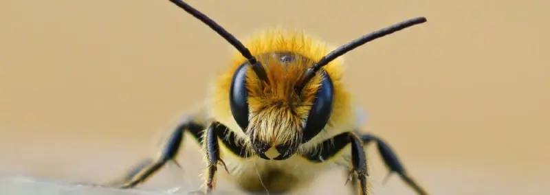 frontal-closeup-male-jersey-mason-bee-osmia-niveata-1-min