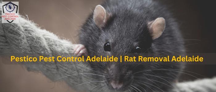 How To Get Rid Of Rats In Home