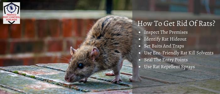 How To Get Rid Of Rats In Home