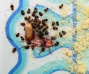 Insights into the Spread of Diseases through Cockroach Infestations