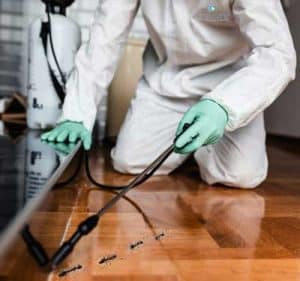 Pest Control Adelaide